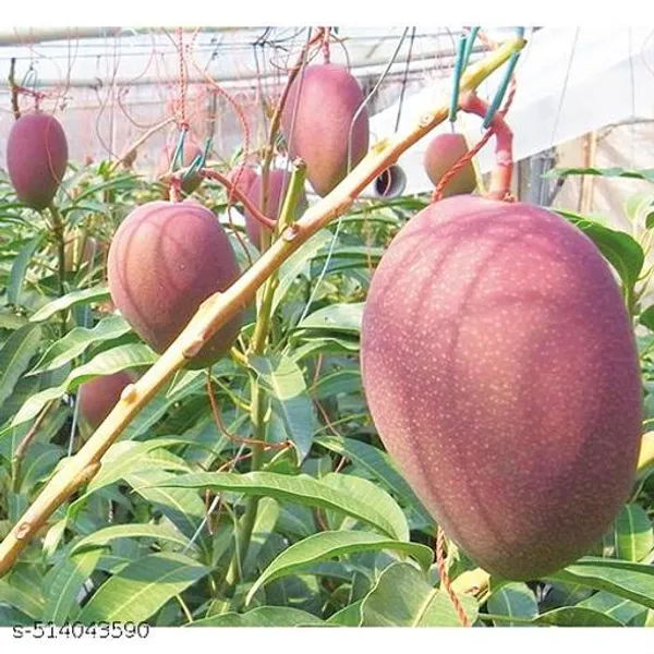 Japanese_Mango_Plant