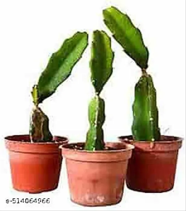 Hybrid_Dragon_Plant_Pack_Of_3