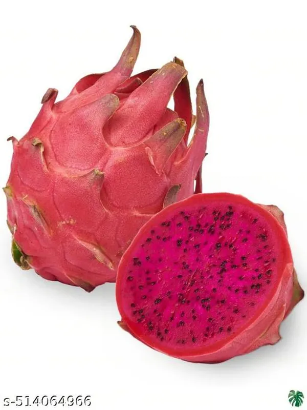 Hybrid_Dragon_Plant_Pack_Of_3