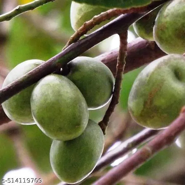 Hybrid_Olive_Jalpai_Plant