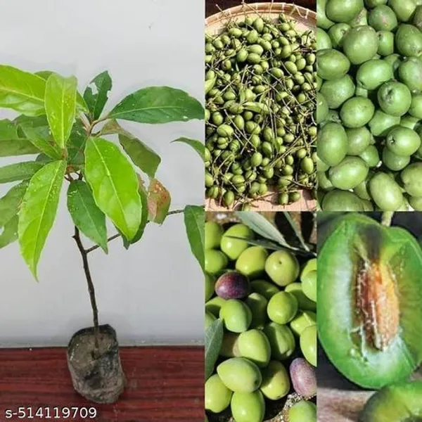 Hybrid_Olive_Jalpai_Plant