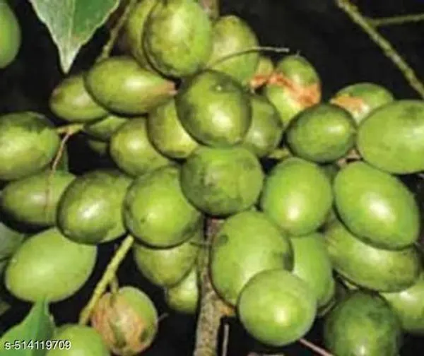 Hybrid_Olive_Jalpai_Plant