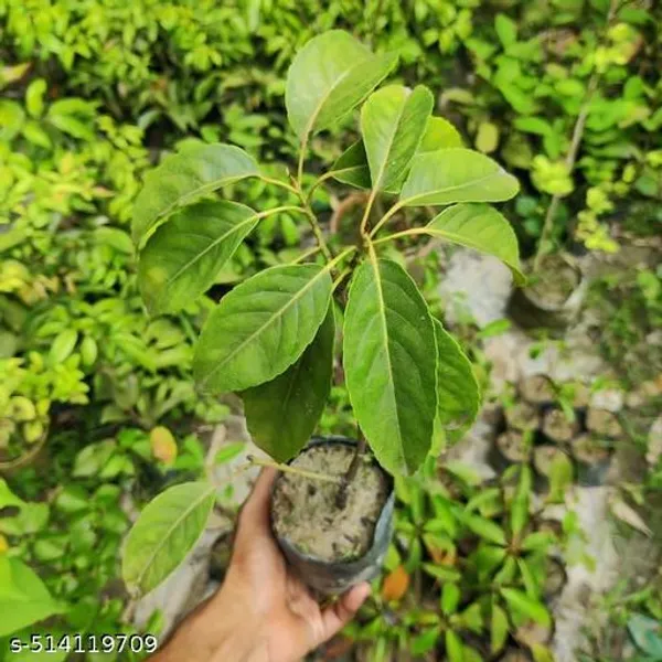 Hybrid_Olive_Jalpai_Plant