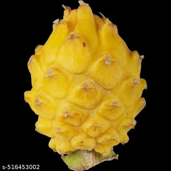 Hybrid_Dragon_Plant_Pack_Of_3
