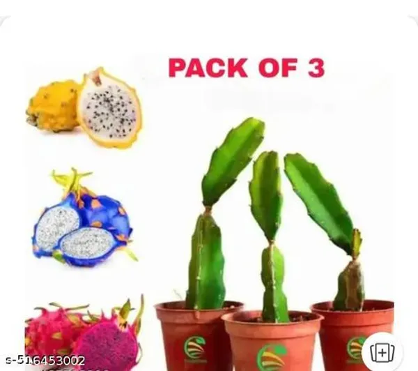 Hybrid_Dragon_Plant_Pack_Of_3