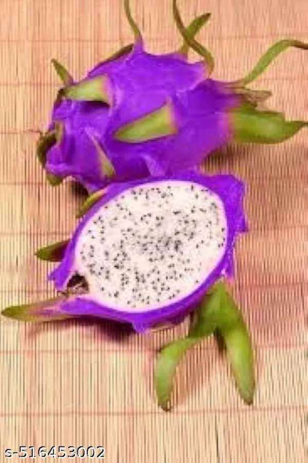 Hybrid_Dragon_Plant_Pack_Of_3