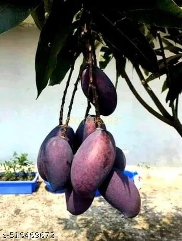 Black_Mango_Plant_Hybrid
