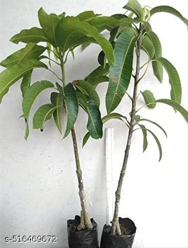 Black_Mango_Plant_Hybrid