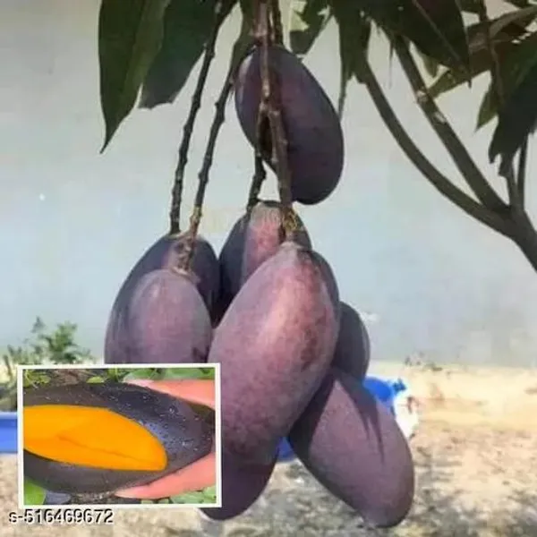Black_Mango_Plant_Hybrid