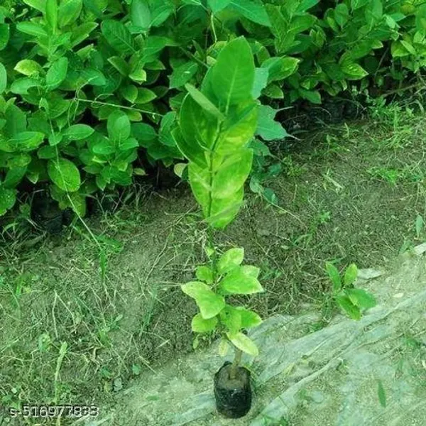 Hybrid_Seedless_Lemon_Plant