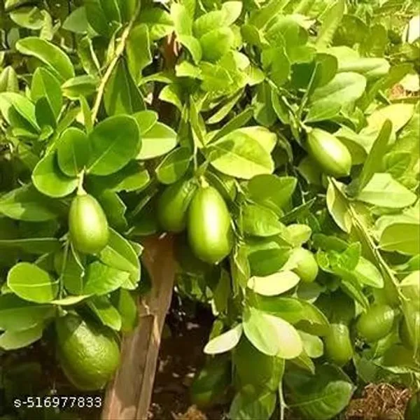 Hybrid_Seedless_Lemon_Plant