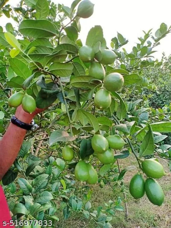 Hybrid_Seedless_Lemon_Plant