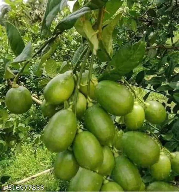 Hybrid_Seedless_Lemon_Plant