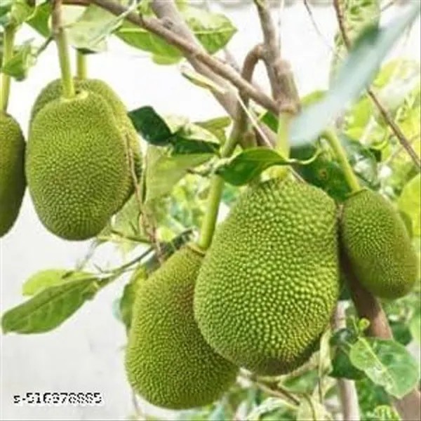 Jackfruit_Plant_Tree_Indronesian_Variety_Grafted