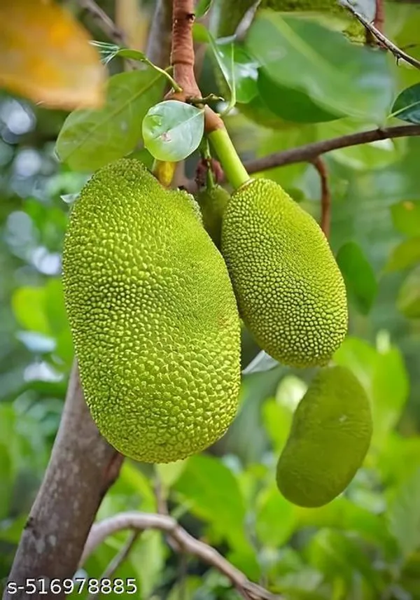 Jackfruit_Plant_Tree_Indronesian_Variety_Grafted