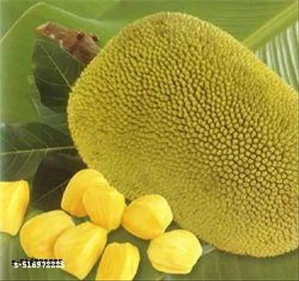 Jackfruit_Plant_Tree_Indronesian_Variety_Grafted