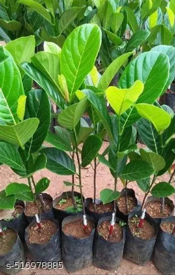 Jackfruit_Plant_Tree_Indronesian_Variety_Grafted