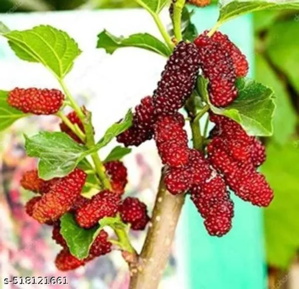 Hybrid_Shahtoot_Mulberry_Plant