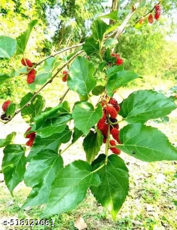 Hybrid_Shahtoot_Mulberry_Plant