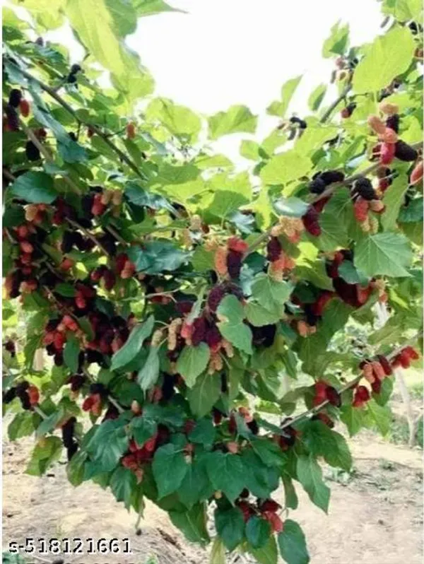 Hybrid_Shahtoot_Mulberry_Plant