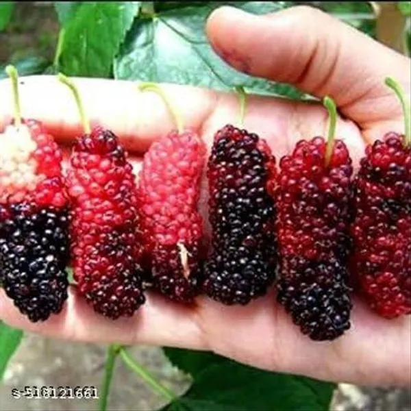 Hybrid_Shahtoot_Mulberry_Plant