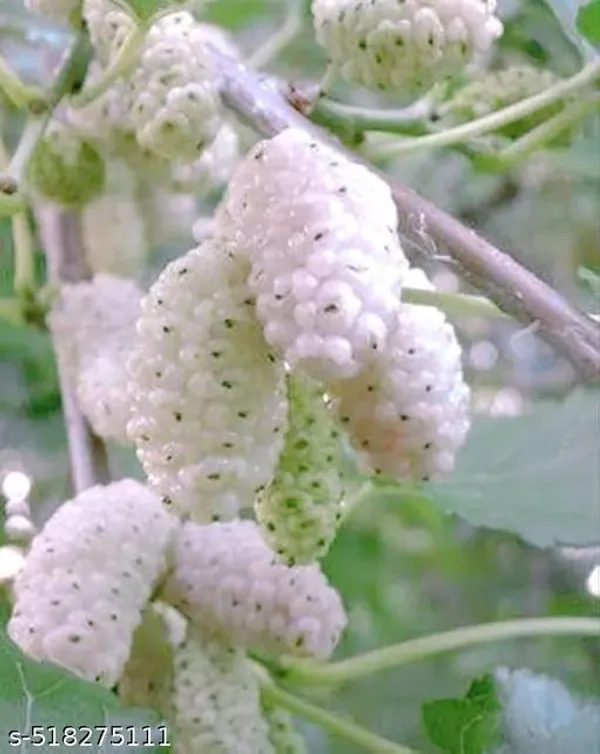 Hybrid_White_Mallbary_Plant