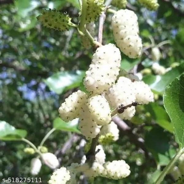Hybrid_White_Mallbary_Plant