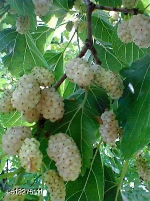Hybrid_White_Mallbary_Plant