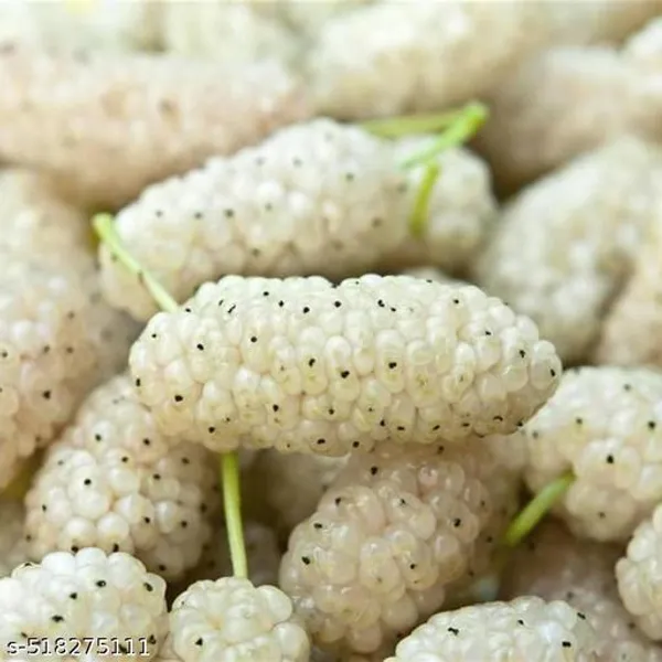 Hybrid_White_Mallbary_Plant