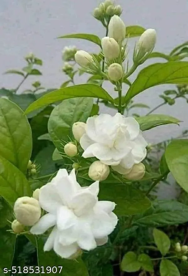 Beautiful_Jasmine_Mogra_Hybrid_Flower_Plant