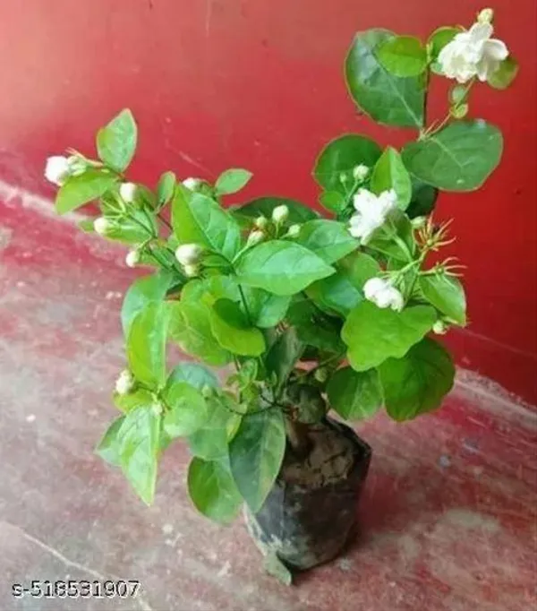Beautiful_Jasmine_Mogra_Hybrid_Flower_Plant