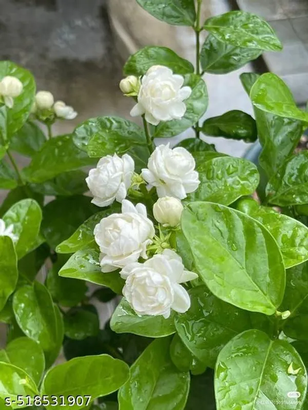 Beautiful_Jasmine_Mogra_Hybrid_Flower_Plant