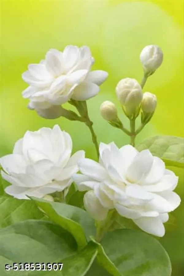 Beautiful_Jasmine_Mogra_Hybrid_Flower_Plant