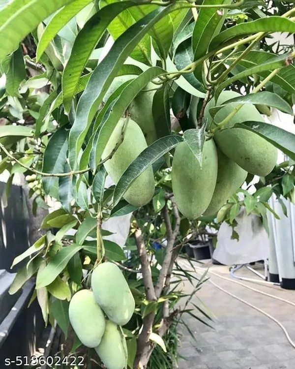 Hybrid_Mango_Plant