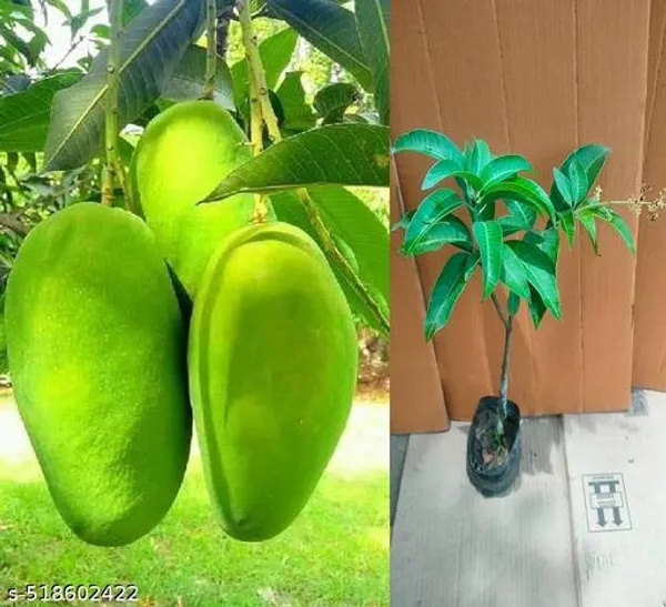 Hybrid_Mango_Plant