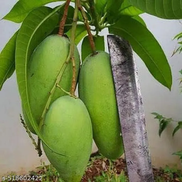 Hybrid_Mango_Plant