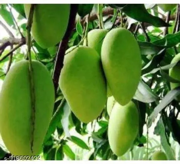 Hybrid_Mango_Plant