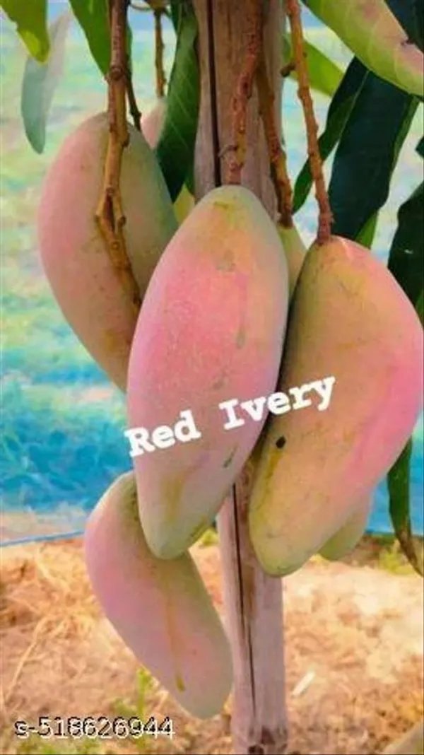 Hybrid_Red_Ivery_Mango_Plant