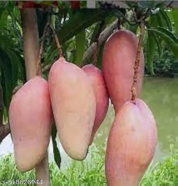 Hybrid_Red_Ivery_Mango_Plant
