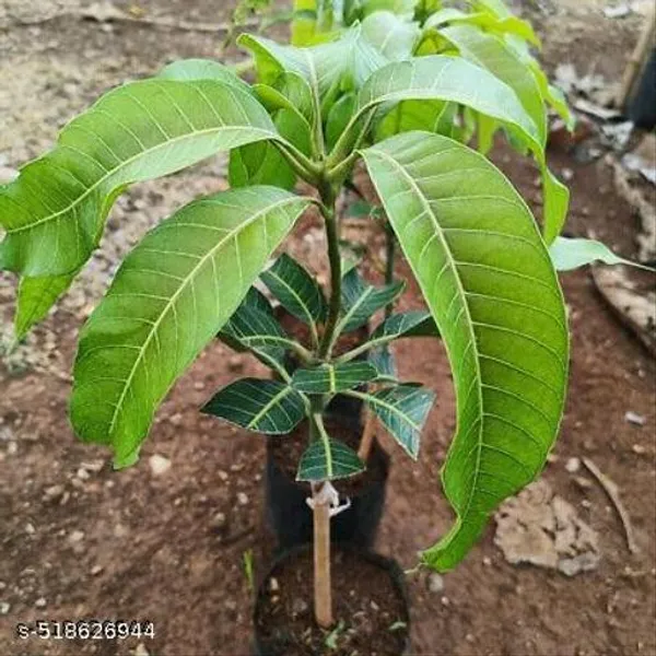 Hybrid_Red_Ivery_Mango_Plant