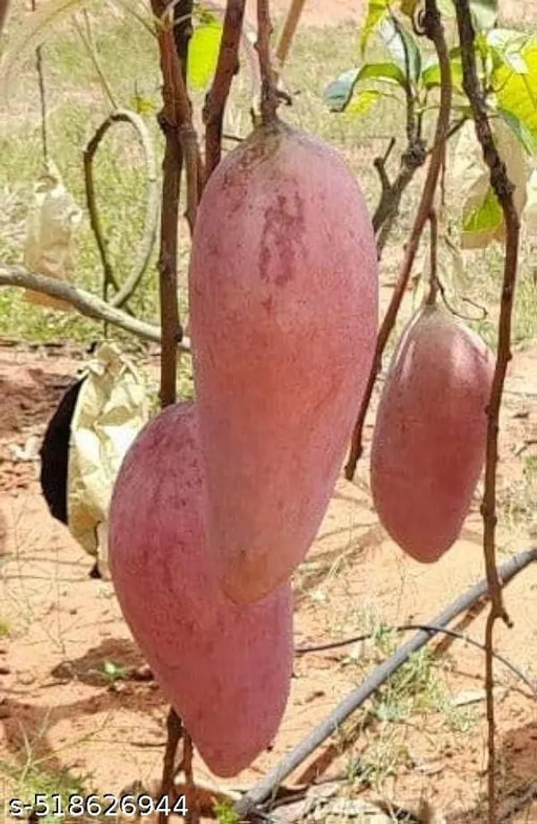 Hybrid_Red_Ivery_Mango_Plant
