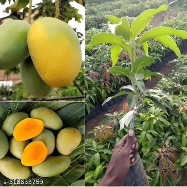 Himsagar_Mango_Plant