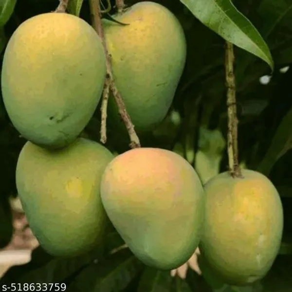 Himsagar_Mango_Plant