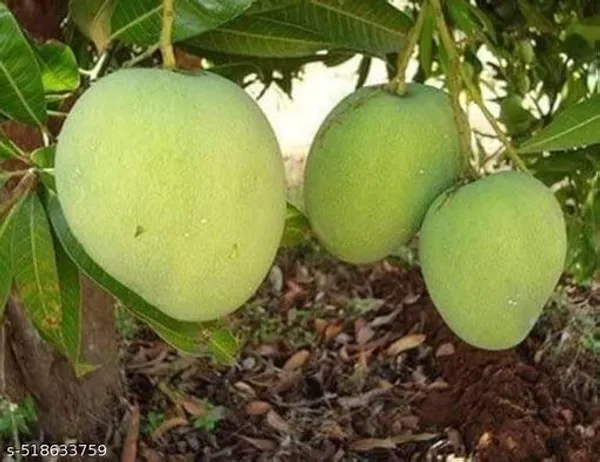 Himsagar_Mango_Plant