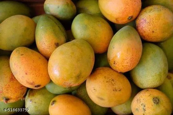 Himsagar_Mango_Plant