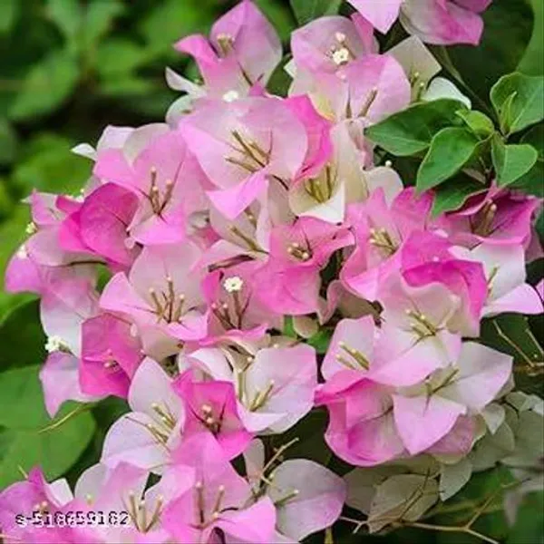 Bougainvillea_Flower_Plant