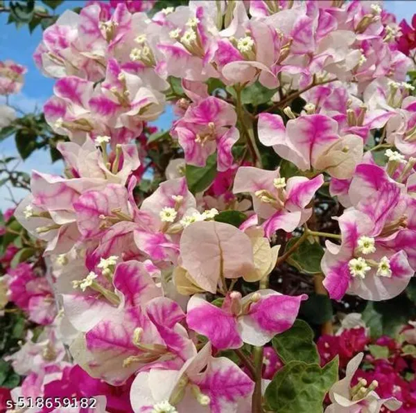 Bougainvillea_Flower_Plant