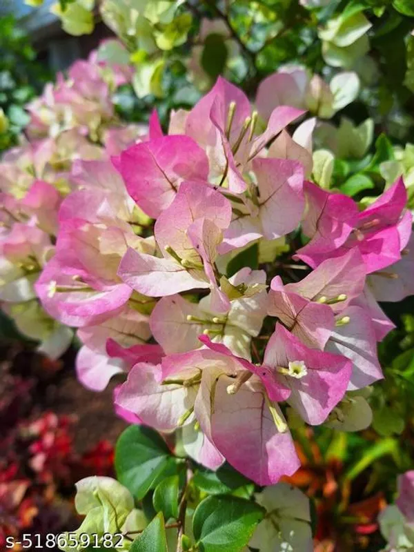 Bougainvillea_Flower_Plant