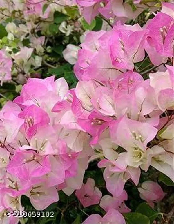 Bougainvillea_Flower_Plant