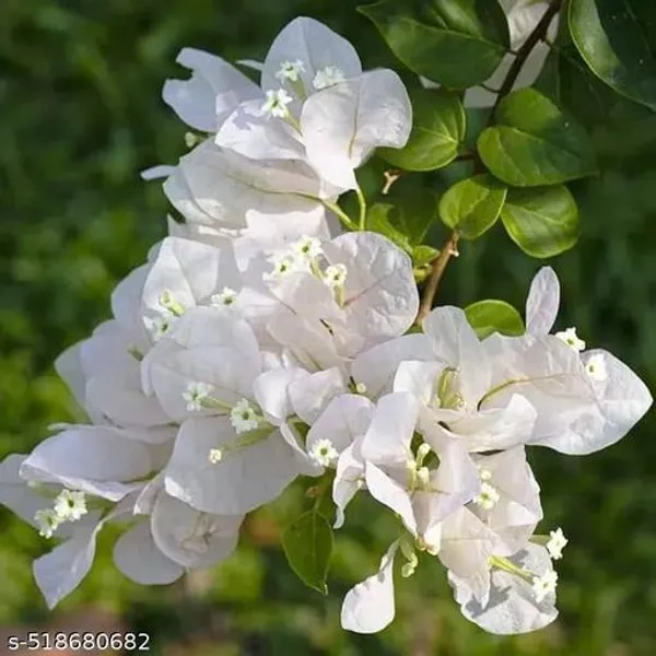 White_Bougainvillea_Flower_Plant